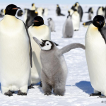 OMSAG-Blog: Google Penguin Update 4.0 und die Auswirkungen auf Suchmaschinenoptimierung